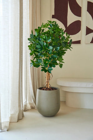 Een kunstplant Schefflera van 120 cm met glanzend groene bladeren staat op de vloer naast doorschijnende beige gordijnen en een witte bank in een moderne, minimalistische kamer, en zorgt met zijn elegante sierpotten voor een vleugje frisheid.
