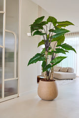 Die 240 cm große künstliche Alocasia-Pflanze mit ihren breiten grünen Blättern steht prominent in einem hellen, modernen Wohnzimmer mit einem hellen Sofa, durchscheinenden Vorhängen und minimalistischem Dekor.