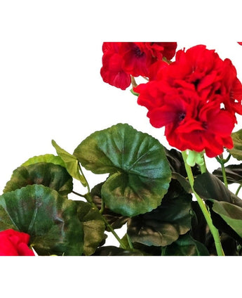 Close-up van een Kunst Geranium 40 cm rood met levendige rode, gegolfde bloemblaadjes en weelderige groene, ronde bladeren tegen een witte achtergrond.