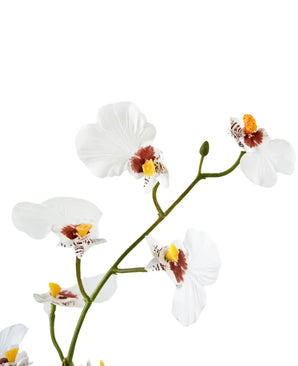 Een close-up van de Kunst Oncidium Real Touch 48 cm wit toont de delicate witte orchideeënbloemen met gele en bruine hartjes tegen een effen witte achtergrond.