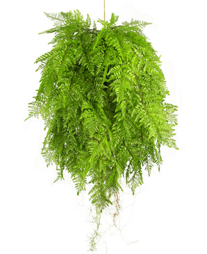 De Kunst hangplant Varen met wortels d80 cm met hangsysteem heeft lange, gevederde bladeren en dicht, weelderig gebladerte voor een levendige interieurdecoratie, en creëert een volle en ronde look wanneer hij tegen een willekeurige achtergrond wordt opgehangen.