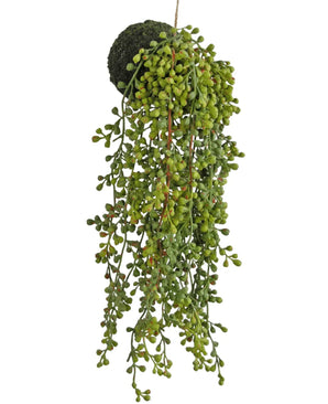De Kunst hangplant vetplant op bol 40 cm heeft een parelmoerachtige plant met kleine, ronde groene blaadjes die uit een met mos bedekte bol komen, tegen een witte achtergrond.