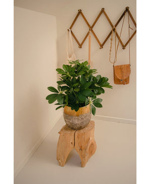 Een Kunstplant Baby Schefflera UV 45 cm zit op een rustiek houten krukje in een minimalistische kamer. Daarachter hangt een houten wandrek met twee canvas tassen en een klein bruin leren tasje.