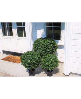 Drie Kunstplant Buxus op stam Romijnse stijl UV 65cm kunstheesters in pot staan op een veranda voor een wit huis met grote ramen en een deur met een welkomstmat.