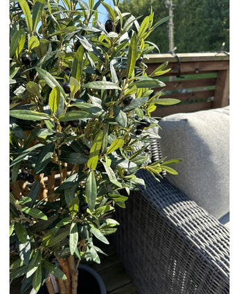 De Kunst olijfboom UV 120 cm met groene bladeren en zwarte olijven staat naast een grijze rieten buitenbank op een zonnig terras met houten balustrade.