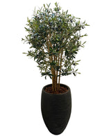 De Kunst olijfboom UV 120 cm heeft groene bladeren, kleine donkere olijven en staat in een hoge zwarte plantenbak met bruine sierstenen. Onderhoudsarm en perfect tegen een witte achtergrond.
