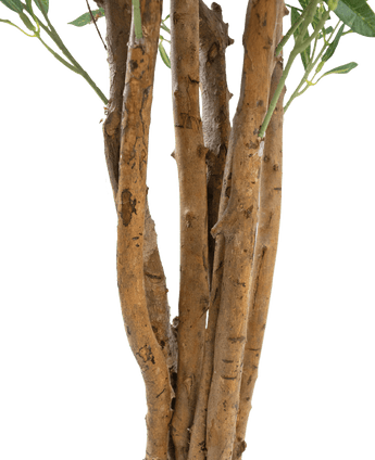 Close-up van een aantal bruine stammen met ruwe schors en een paar groene bladeren tegen een effen witte achtergrond, met de Kunst olijfboom UV 120 cm: een onderhoudsarme, UV-bestendige kunstplant voor duurzame schoonheid binnen of buiten.