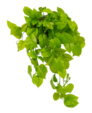 De Kunst Pothos Struik Deluxe 90cm heeft levensechte, levendig groene hartvormige bladeren die naar beneden vallen, ideaal om weelderig groen toe te voegen aan elke ruimte. Afgebeeld geïsoleerd op een witte achtergrond.