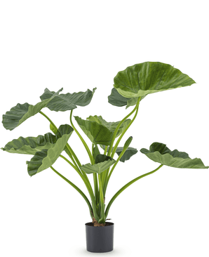 Künstliche Pflanze Alocasia Calioora 80 cm