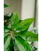 Künstliche Pflanze Schefflera 150 cm