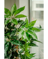 Künstliche Pflanze Schefflera 150 cm