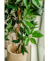Künstliche Pflanze Schefflera 150 cm