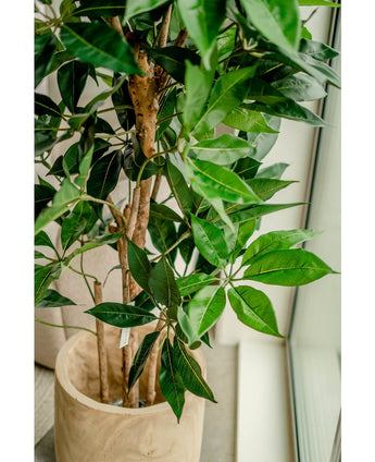 Künstliche Pflanze Schefflera 150 cm