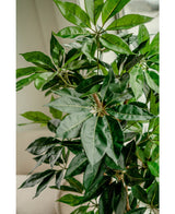 Künstliche Pflanze Schefflera 150 cm