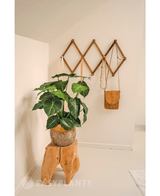 Künstliche Pflanze Syngonium 58 cm