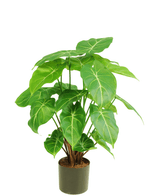Künstliche Pflanze Syngonium 58 cm