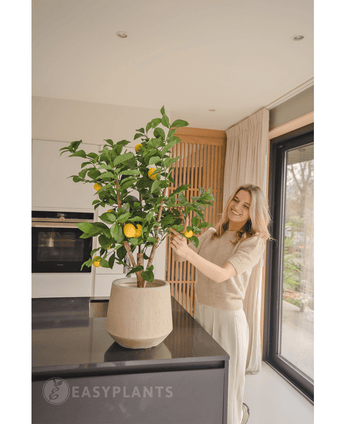 Künstlicher Zitronenbaum 90 cm