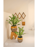 Kunstpflanze Dieffenbachia 75 cm