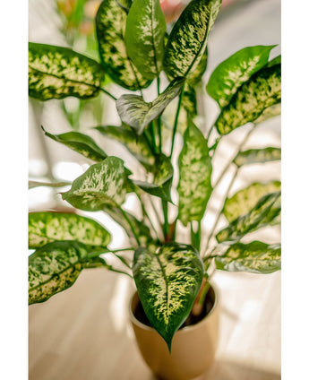 Kunstpflanze Dieffenbachia 75 cm