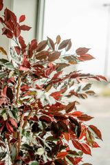 Kunstpflanze Ficus grün/rot 180 cm feuerhemmend