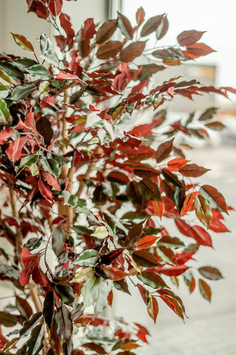 Kunstpflanze Ficus grün/rot 180 cm feuerhemmend