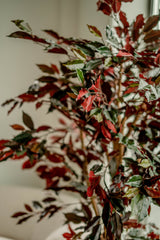 Kunstpflanze Ficus grün/rot 180 cm feuerhemmend