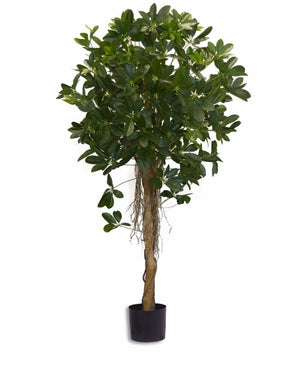 Kunstpflanze Schefflera kleines Blatt 150 cm
