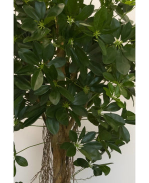 Kunstpflanze Schefflera kleines Blatt 150 cm