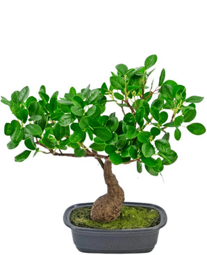 De Kunstplant Bonsai Ficus 30 cm heeft dichte, glanzende groene bladeren en een gebogen stam, geplaatst in een ondiepe zwarte bak met groen mos op de bodem.