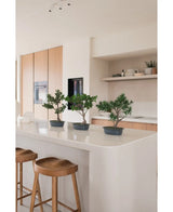 Een Kunstplant Bonsai Ficus 40 cm staat op een wit keukeneiland met twee houten krukjes, omringd door lichthouten kasten, witte werkbladen en planken met een minimaal decor.