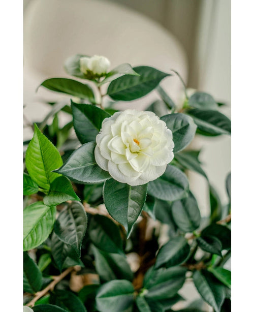 Eine Nahaufnahme der künstlichen Pflanze Camellia japonica (100 cm) zeigt ihre geschichteten weißen Blütenblätter und dunkelgrünen Blätter, mit einer weiteren weißen Blume, die sanft im Hintergrund verblasst.