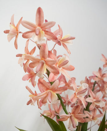 Das künstliche Cymbidium 58 cm rosa zeigt hellrosa und pfirsichfarbene Orchideen mit grünen Stielen und Blättern vor einem schlichten weißen Hintergrund.