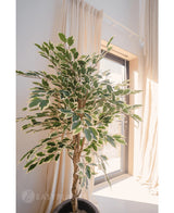 De Kunstplant Ficus Bont 150 cm, met groen en wit bonte bladeren, staat in een pot bij een zonnig raam met lichte gordijnen die de achtergrond zacht omlijsten.