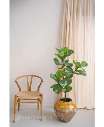 Een houten stoel staat naast de Kunstplant Ficus Tabaksplant Deluxe 125 cm in een pot met bruine structuur en voegt Afrikaanse sfeer toe voor lichte gordijnen en een witte muur.
