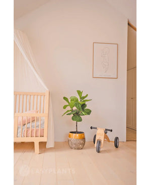 Een minimale kinderkamer met een licht houten ledikant, een doorschijnende luifel, Kunstplant Ficus Tabaksplant Deluxe 90 cm, houten speelgoed met het label Mia en een minimalistische lijnkunst ingelijste print op een effen witte muur.