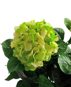 Een close-up van de Kunstplant Hortensia UV 43 cm groen, met gelaagde lichtgroene bloemblaadjes en donkergroene bladeren, tegen een witte achtergrond.