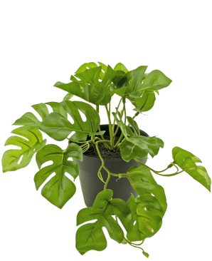 Een Kunstplant Monstera 18 cm in een pot.