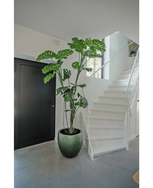 Eine künstliche Pflanze Monstera 210 cm steht in einem Topf auf einem grauen Boden neben einer weißen Treppe mit geschwungenem Geländer in einem modernen, minimalistischen Interieur. Links ist eine schwarze Tür zu sehen.