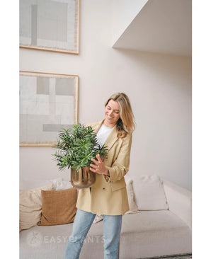Een vrouw in een beige blazer en spijkerbroek staat in een moderne woonkamer en glimlacht terwijl ze een Kunstplant Podocarpus 47 cm vasthoudt. Abstracte kunst siert de lichte muur boven een crèmekleurige bank met bruine kussens.