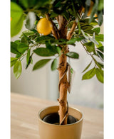 De Kunstplant citroenboom 75 cm heeft levensechte groene bladeren en een gele citroen, in een goudkleurige sierpotten op een licht houten oppervlak binnenshuis. Een plantenlabel siert de gedraaide stam.