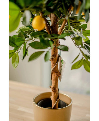De Kunstplant citroenboom 75 cm heeft levensechte groene bladeren en een gele citroen, in een goudkleurige sierpotten op een licht houten oppervlak binnenshuis. Een plantenlabel siert de gedraaide stam.