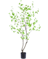 Die Kunstpflanze Enkianthus 180 cm ist eine hohe, schlanke Topfpflanze mit dünnen Zweigen und leuchtend grünen Blättern vor einem schlichten weißen Hintergrund.
