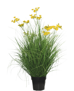 De Kunst Grasplant Asteraceae 90 cm brandvertragend heeft lange, slanke grasachtige bladeren en trossen kleine, heldergele bloemen op lange stelen, tegen een effen witte achtergrond.