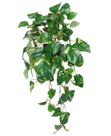 De Kunst Hangende goudrank in pot 50 cm UV heeft levendige groene, hartvormige bladeren en slingerende ranken in een zwarte pot, perfect om een levendig accent toe te voegen aan elke ruimte.