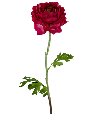 De Kunstbloem Ranonkel 51 cm donkerroze is een kunstmatige donkerroze ranonkel met gelaagde bloemblaadjes, een lange groene steel en diep gelobde groene bladeren, geïsoleerd afgebeeld op een witte achtergrond.
