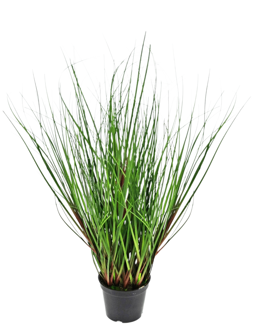 Die feuerhemmende Kunstrasenpflanze Zwiebel 50 cm hat lange, dünne, grüne, grasähnliche Blätter, die aufrecht wachsen und sich von der Mitte nach außen krümmen, präsentiert in einem schwarzen Plastiktopf vor einem weißen Hintergrund.