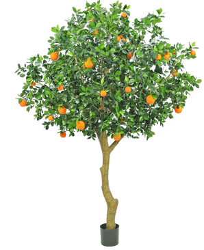 De Kunstboom Sinaasappel 275 cm heeft een slanke stam, dichte groene bladeren en levendige oranje vruchten, waardoor een realistische en decoratieve oranje boom in pot ontstaat tegen een effen witte achtergrond.
