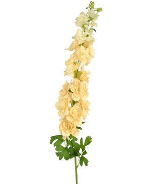 De Kunstbloem Delphinium 105 cm crème heeft een enkele hoge steel met meerdere lagen bleek crèmekleurige bloemen en groene bladeren tegen een witte achtergrond.