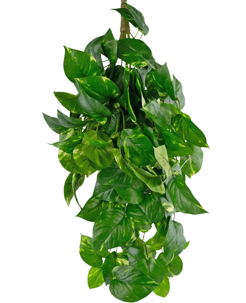 Die künstliche Hängepflanze Golden Vine Deluxe 80 cm hat leuchtend grüne, herzförmige Blätter, die herunterfallen und ein üppiges Bild vor einem schlichten weißen Hintergrund bilden.