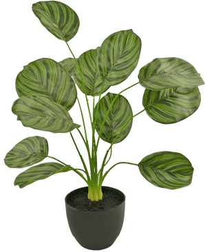 Die künstliche Calathea 58 cm dunkelgrün ist eine künstliche Pflanze mit großen, ovalen dunkelgrün gestreiften Blättern, die in einem schwarzen Topf vor einem schlichten weißen Hintergrund präsentiert wird.